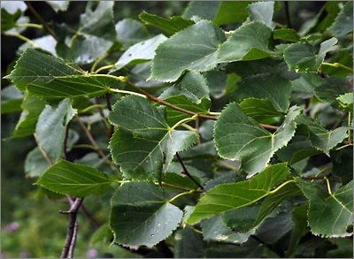 Листья липы крупнолистной округло-яйцевидной формы и зеленого цвета